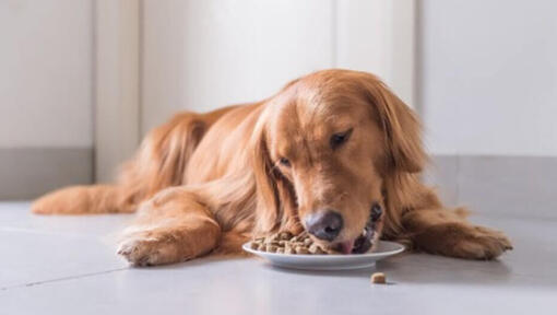 golden retriever laying down while eating