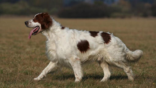 Irish Red & White Setter is running and playing in the garden