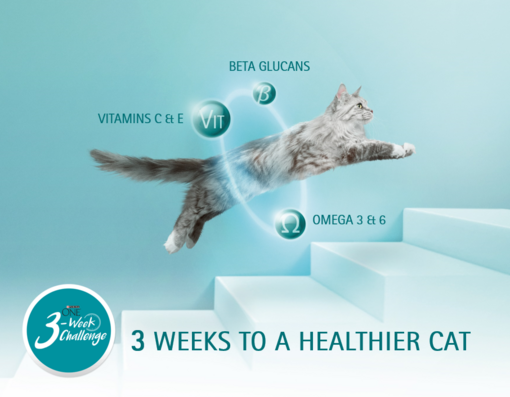 Purina One cat