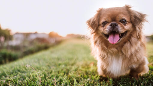 Happy Pekingese standing on the grass