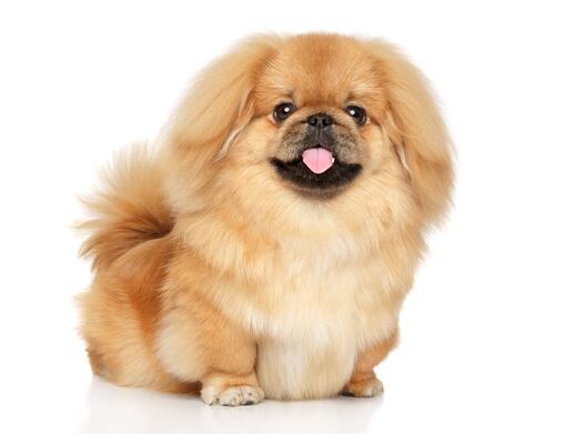 Pekingese