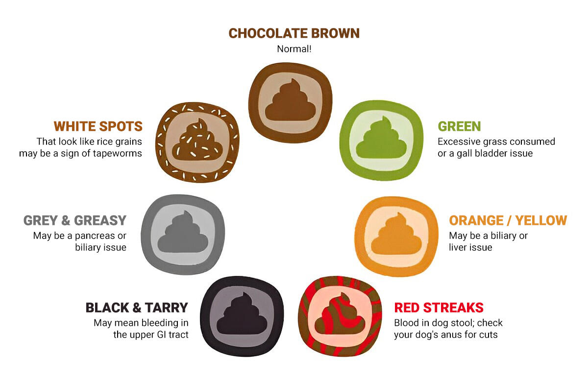Dog poop colour wheel Dog poop colour wheel