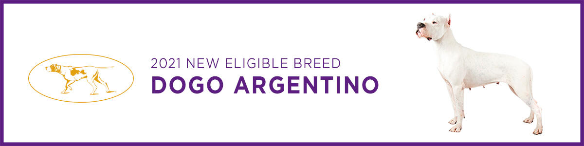 Dogo Argentino Dogo Argentino