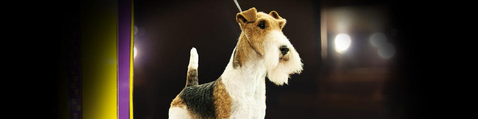 Terrier Group Terrier Group